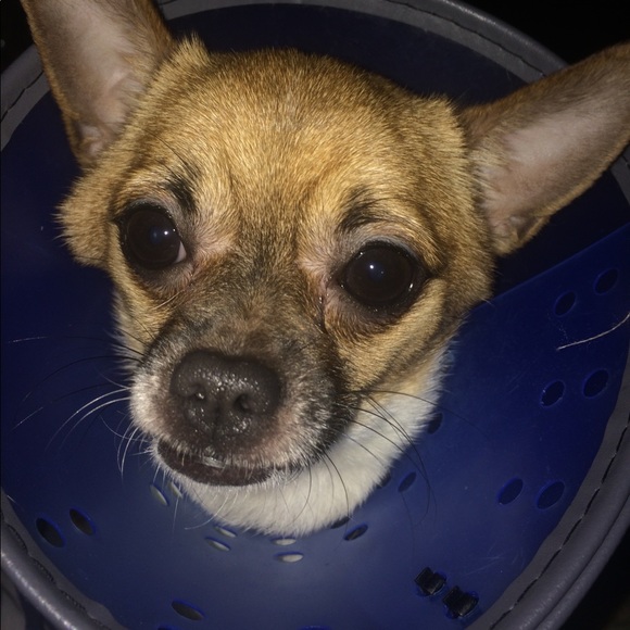 Meet your Posher, Vintage! - Picture 5 of 8